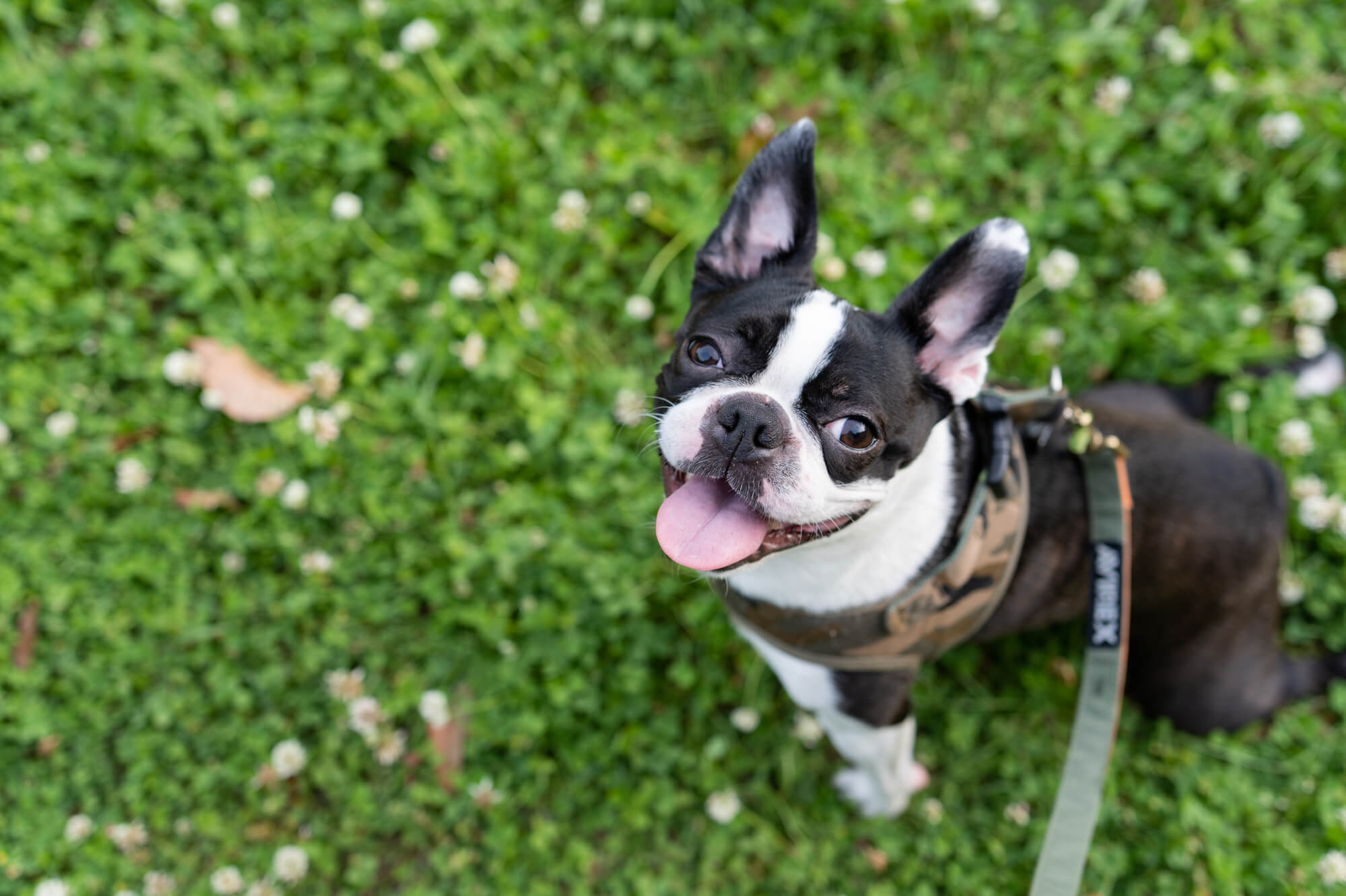 犬用リードに関するよくある質問